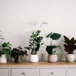Discover the Surprising Benefits of Owning Houseplants