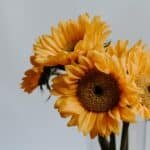 Hidden Meanings of Sunflower, Dahlia and Tulip Flowers