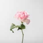 Roses, Lilies and Mums—What Are Their Best-Kept Secrets?