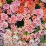 Why Depressed People Should Surround Themselves with Flowers