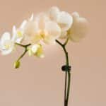 Why is it Hard to Take Care of Orchids?