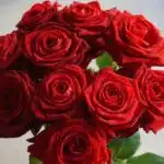 bouquet of red roses for sale by flower club