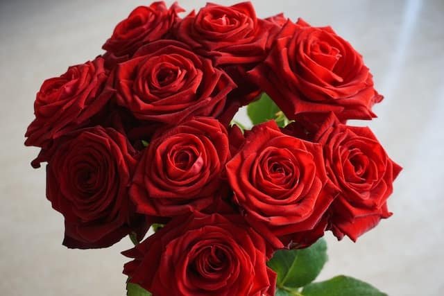 Why Roses are Still the Most Popular Flowers Worldwide?