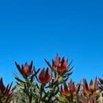 australian native foliage