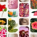 Floral Rarity Unveiled: The Most Endangered Flowers and Conservation Success Stories