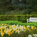 4 Must-Have Flowers for Your Spring Garden: 2024 Edition