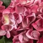 Hydrangea Season in Australia
