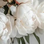 Peony Season in Australia: When to Buy and How to Care for Your Peonies