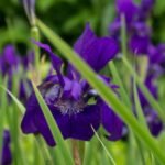 The Comprehensive Guide to Iris Flowers in Australia